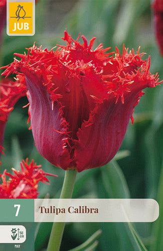 Tulpe, bārkstaina Calibra 11/12