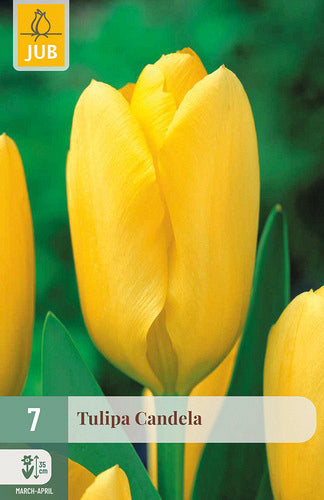 Tulpe, Fostera Candela 11/12