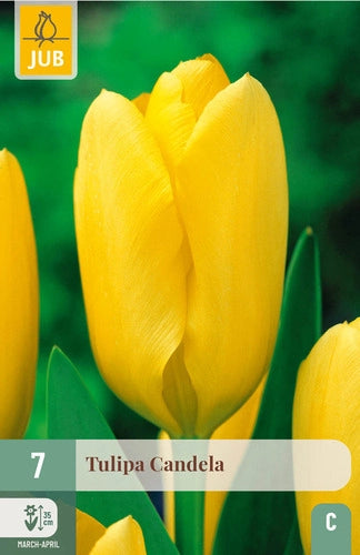 Tulpe Fostera Candela 11/12 (7 sīpoli paciņā)