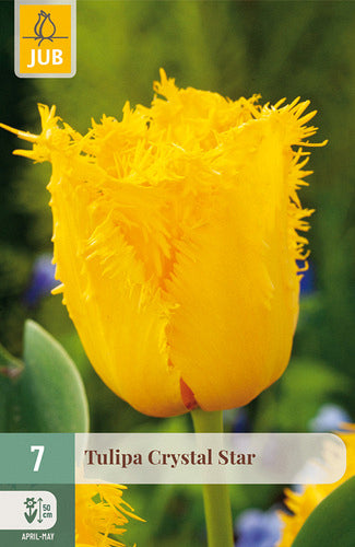 Tulpe, bārkstaina Crystal Star 11/12