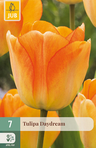 Tulpe, Darvina hibrīds Daydream 11/12