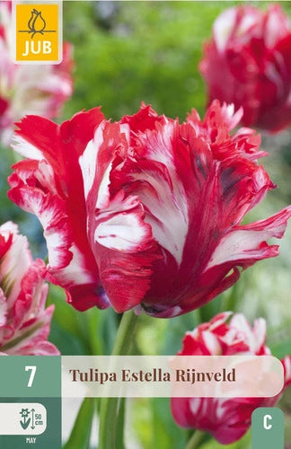 Tulpe papagaiļziedu Estella Rijnveld 11/12 (7 sīpoli paciņā)