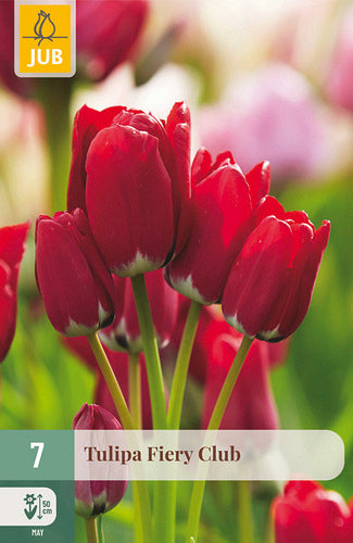 Tulpe, daudzziedu Fiery Club 11/12