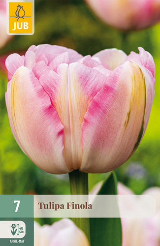 Tulpe, vēla, pild. z. Finola 11/12