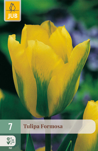 Tulpe, zaļziedu Formosa 11/12