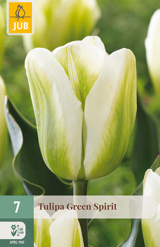 Tulpe zaļziedu Green Spirit 11/12 (7 sīpoli paciņā)