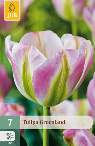 Tulpe zaļziedu Groenland 11/12 (7 sīpoli paciņā)