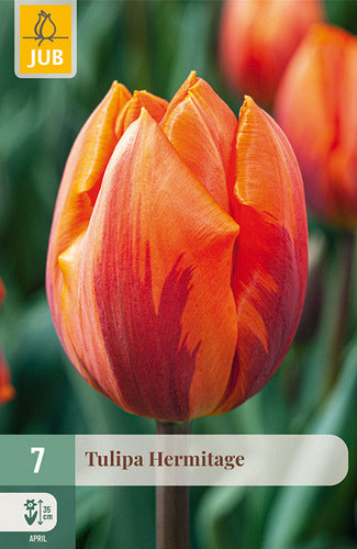 Tulpe agrā vienkāršs zieds Hermitage 10/11 (7 sīpoli paciņā)