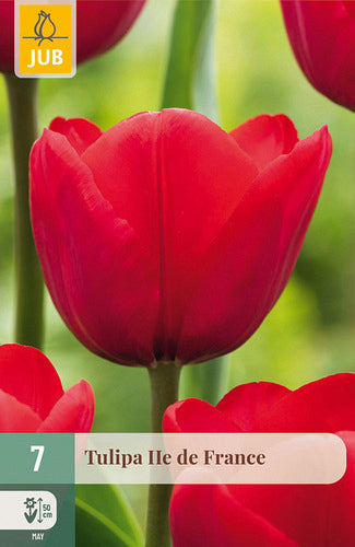 Tulpe, triumfa Ile de France 11/12