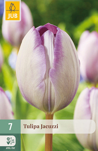 Tulpe, triumfa Jacuzzi 11/12