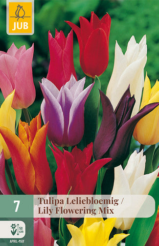 Tulpe lilijziedu Lily Flowering Mix 11/12 (7 sīpoli paciņā)