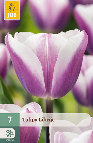 Tulpe, triumfa Librije 11/12