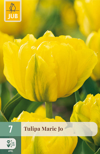 Tulpe, agra, pild. z. Marie Jo 11/12