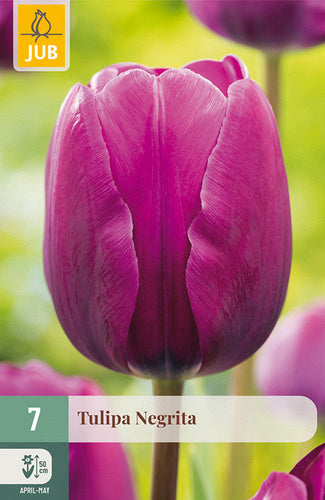 Tulpe, triumfa Negrita 11/12