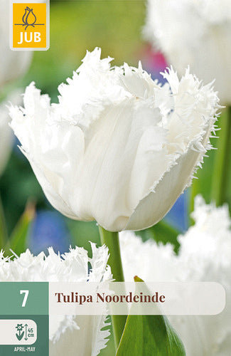 Tulpe, bārkstaina Noordeinde 11/12
