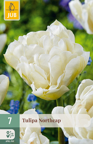 Tulpe, vēla, pild. z. Northcap 11/12