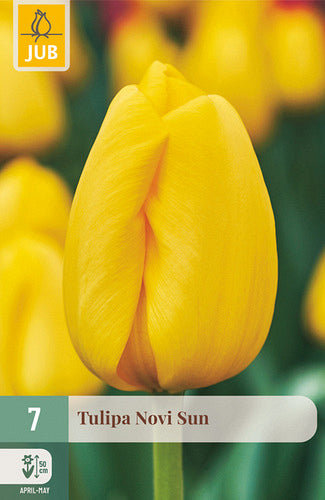 Tulpe, Darvina hibrīds Novi Sun 11/12