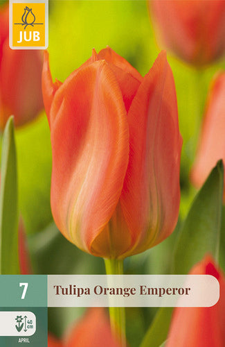 Tulpe, Fostera Orange Emperor 11/12
