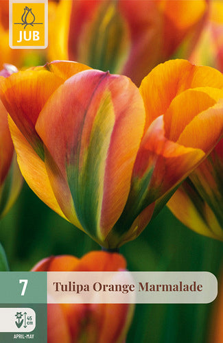 Tulpe, zaļziedu Orange Marmelade 11/12