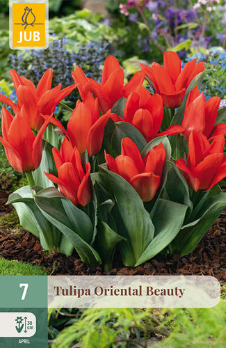 Tulpe, Greiga Oriental Beauty 11/12