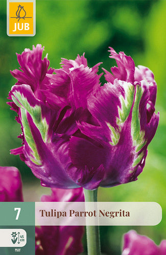 Tulpe, papagaiļziedu Parrot Negrita 11/12