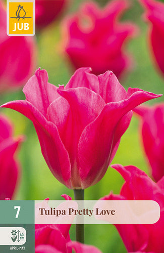 Tulpe, lilijziedu Pretty Love 11/12