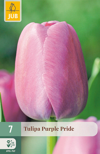 Tulpe Darvina hibrīds Purple Pride 11/12 (7 sīpoli paciņā)