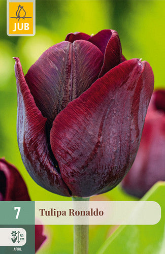 Tulpe triumfa Ronaldo 11/12 (7 sīpoli paciņā)