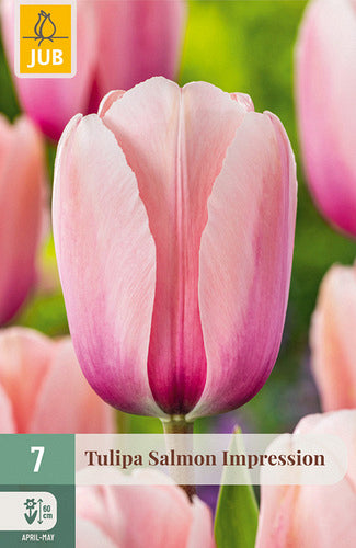 Tulpe, Darvina hibrīds Salmon Impression 11/12