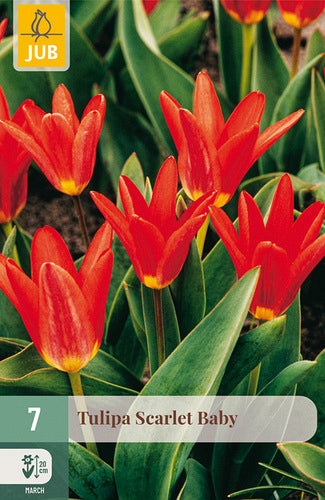 Tulpe, Kaufmaņa Scarlet Baby 11/12