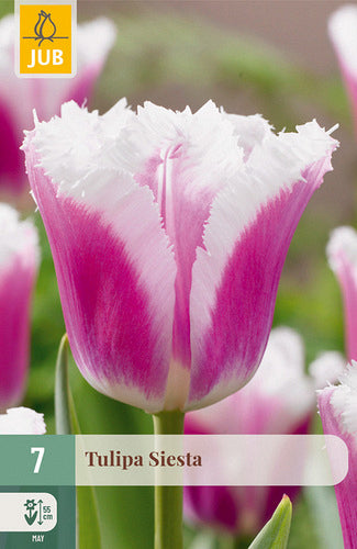 Tulpe bārkstaina Siesta 11/12 (7 sīpoli paciņā)