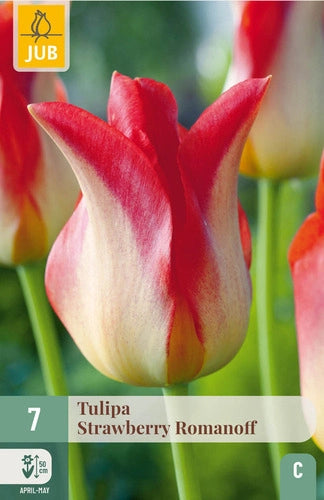 Tulpe lilijziedu Strawberry Romanoff 11/12 (7 sīpoli paciņā)