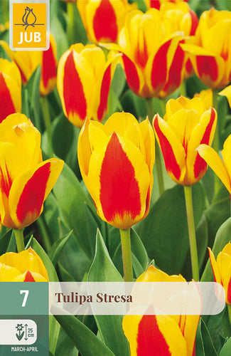 Tulpe, Kaufmaņa Stresa 11/12