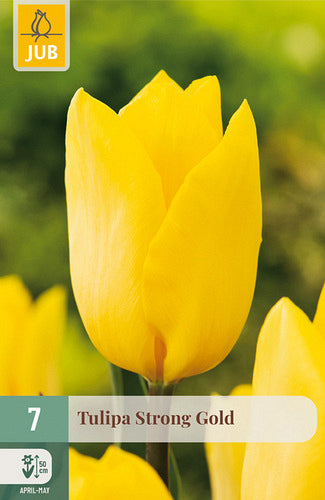 Tulpe, triumfa Strong Gold 11/12