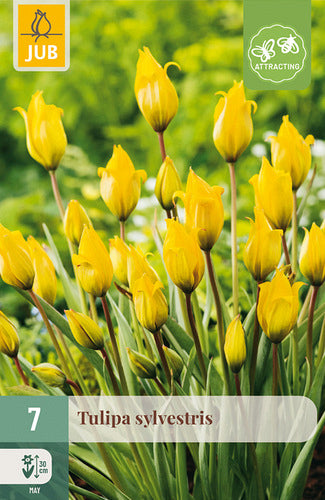 Meža tulpe 5/6