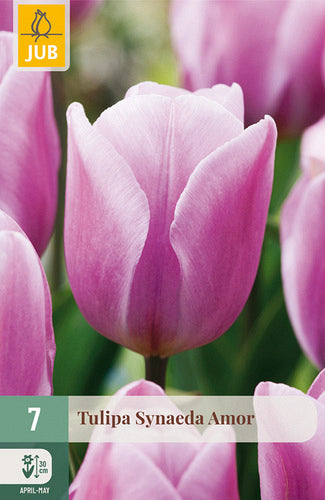 Tulpe, triumfa Synaeda Amor 11/12