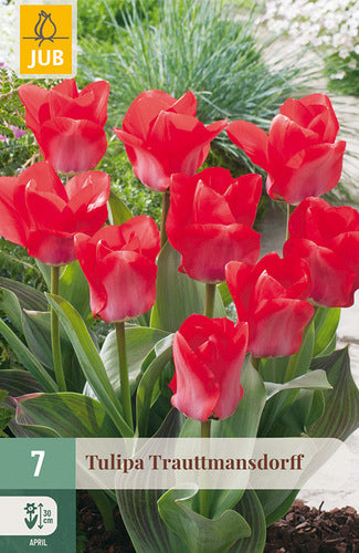 Tulpe, Greiga Trauttmansdorff 11/12