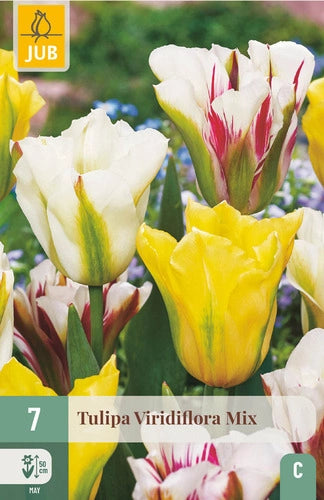 Tulpe zaļziedu Viridiflora Mix 11/12 (7 sīpoli paciņā)