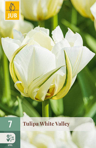 Tulpe, Fostera White Valley 11/12