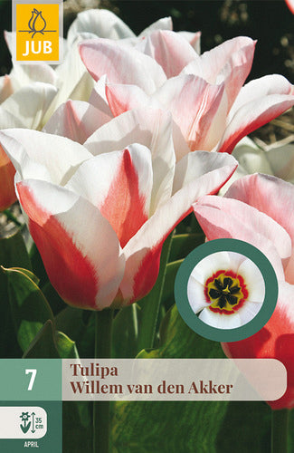 Tulpe, Greiga Willem van den Akker 11/12