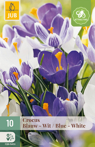 Pavasara krokuss Blue-White Mix 8/9