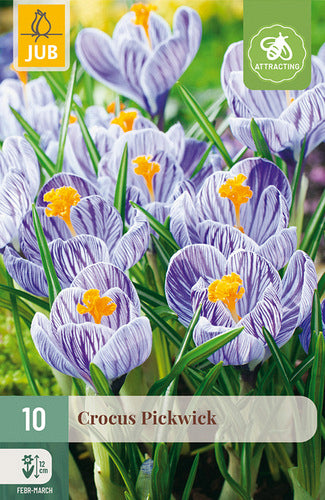 Pavasara krokuss Crocus vernus Pickwick 8/9 (10 gab. paciņā)