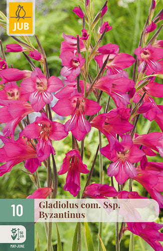 Bizantijas gladiola Byzantinus 6+