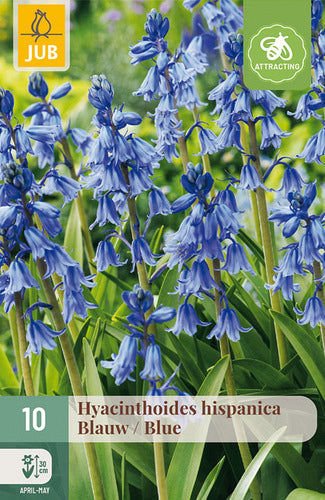 Spānijas pahiacinte Blue 8/10