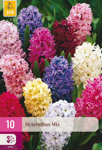 Austrumu hiacinte Hyacinthus orientalis Mix 14/15