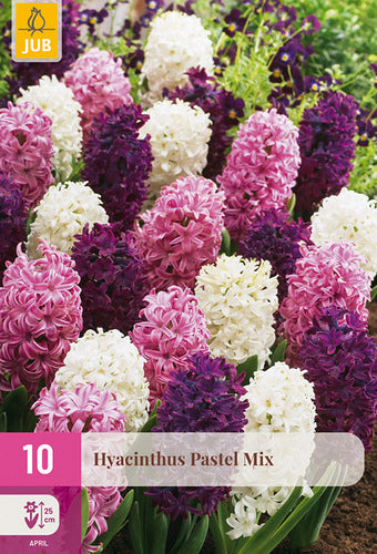 Austrumu hiacinte Hyacinthus orientalis Pastel Mix 14/15 (10 gab. paciņā)