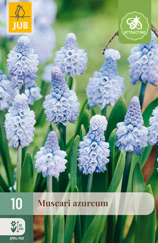 Debeszilā muskare Muscari azureum 6/+ (10 gab. paciņā)
