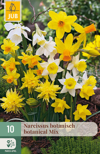 Botāniskā narcise Botanical Mix 10/12
