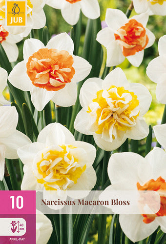 Narcise pildītiem ziediem Macaron Bloss 12/14