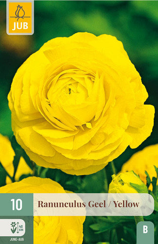 Āzijas gundega Yellow 6/7 (10 gab. paciņā)